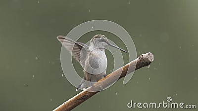 Landing on a Rainy Day Stock Photo