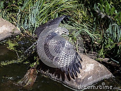 A Juvenile Migratory Common Black Hawk Buteogallus anthracinus Hunting From Rocks Stock Photo