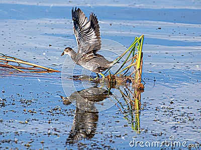 Juvenile Moorhen Flapping Wings at Lake Seminole Park, Florida Stock Photo