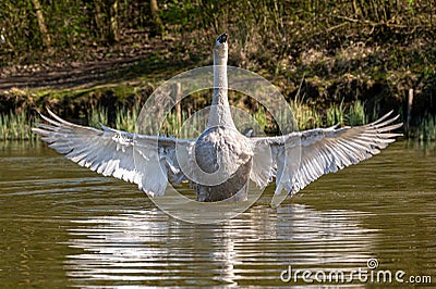 Juvenile mute swan and Canada Geese preening feathers Stock Photo