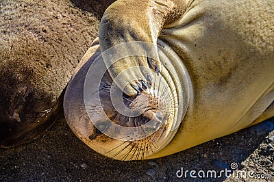 Juvenile Northern Elephant Seal Stock Photo