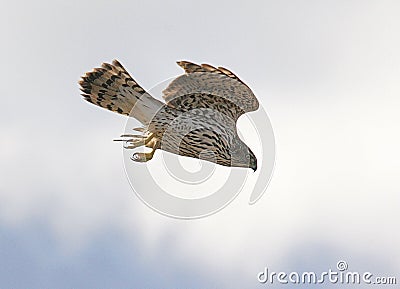 Juvenile Northern Goshawk Stock Photo