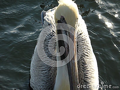 Juvenile pellican looking for food in Florida Stock Photo