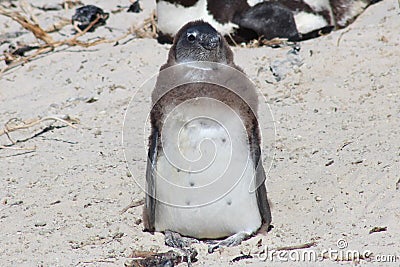 Juvenile Penguin Stock Photo