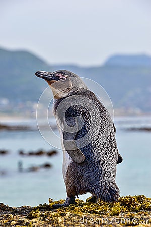 Juvenile penguin perched on its hind legs on the ground Stock Photo