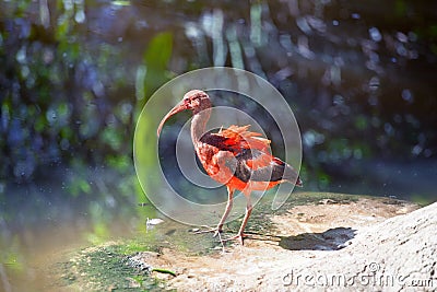 Juvenile Red and Gray Scarlet Ibis Bird standing on stone on water pond background on sunny summer day close up Stock Photo