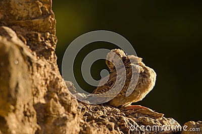 Juvenile of red-legged partridge Alectoris rufa. Stock Photo