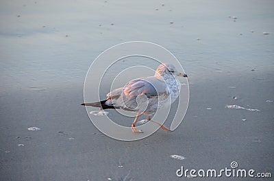 Juvenile ring-billed gull on beach at sunrise. Stock Photo