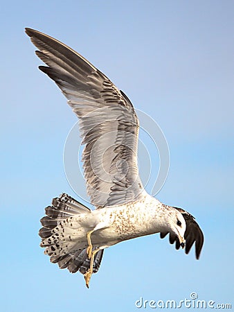 Juvenile Ring-billed Gull Stock Photo