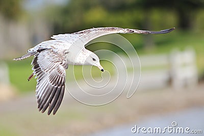 Juvenile Ring-billed Gull Stock Photo