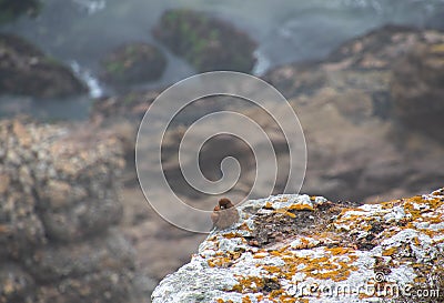 Juvenile rock kestrel isolated Stock Photo