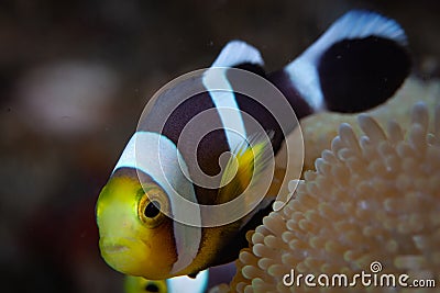 Juvenile Saddleback Anemonefish in Indonesia Stock Photo