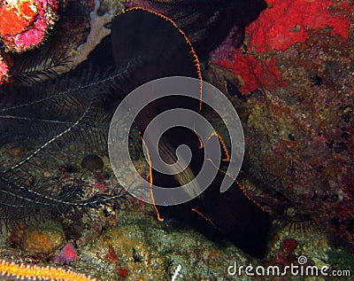 Juvenile Shaded Batfish Stock Photo