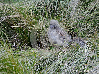 Juvenile silver gull Stock Photo