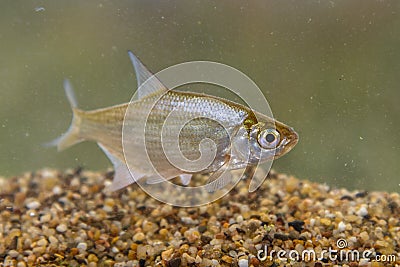 Juvenile Silver Bream Stock Photo