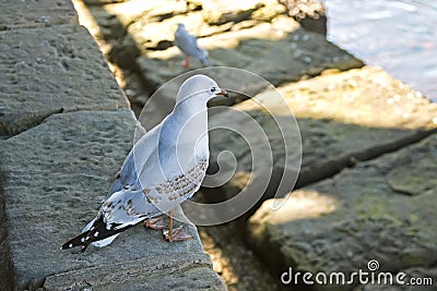 Juvenile Silver gull bird with mottled brown feathers standing n Stock Photo