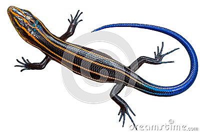  Juvenile Five Lined Skink with Brilliant Blue Tail Stock Photo