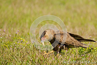 Juvenile Southern Crested Caracara with Food in Beak Stock Photo