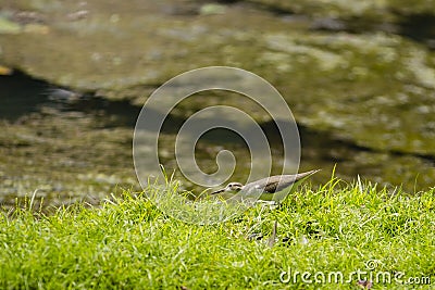 Juvenile Spotted Sandpiper Foraging in the Grass Stock Photo