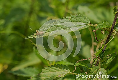 A juvenile Steropleurus perezii on a nettle leaf Stock Photo