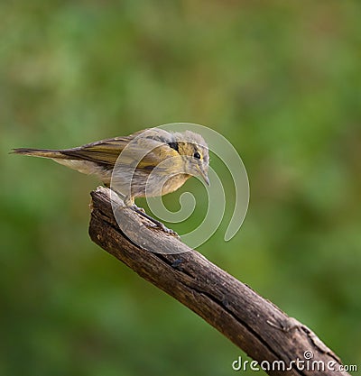 Juvenile Subalpine Warbler on a log Stock Photo