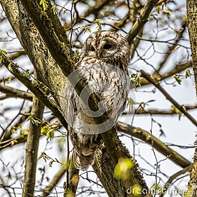 Juvenile tawny owl, Strix aluco perched on a twig Stock Photo