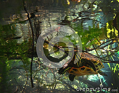 Juvenile Turtle Curiosity Stock Photo