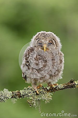 Juvenile Ural Owl Stock Photo