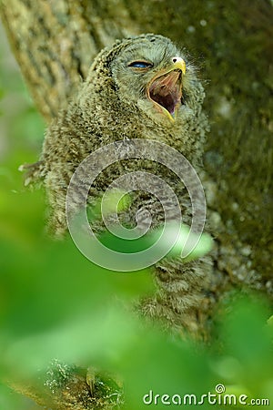 Juvenile ural owl yawns Stock Photo