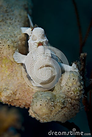 Juvenile Warty frogfish. Stock Photo