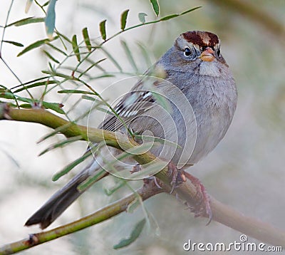 Juvenile White Crowned Sparrow Stock Photo