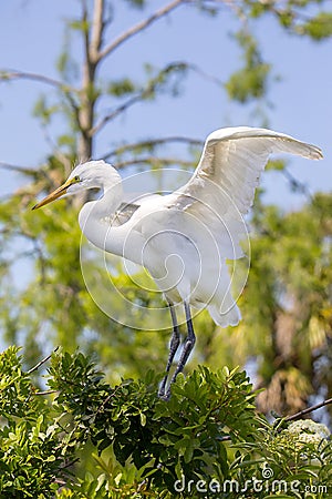 Juvenile White Egret Attempting To Fly Out Of Its Nest Stock Photo