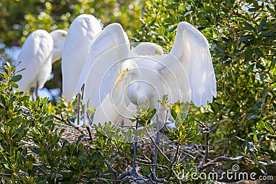 Juvenile White Egret Trying To Fledge Stock Photo