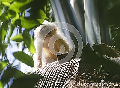 Juvenile White-fronted Capuchin Monkey Stock Photo