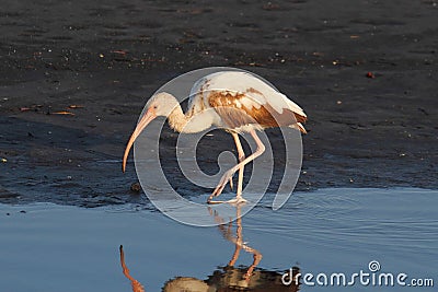 Juvenile White Ibis (Eudocimus albus) Stock Photo