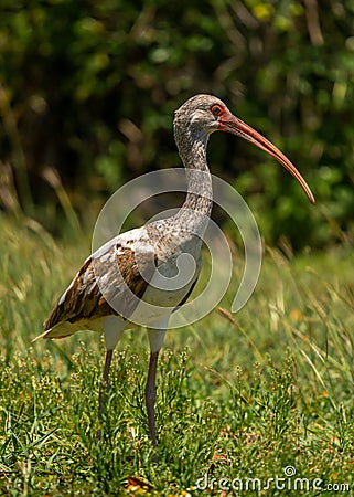 Juvenile White Ibis Stock Photo