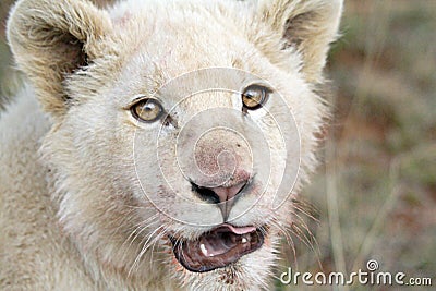 Juvenile white lion Stock Photo