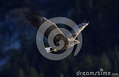 Juvenile White-tailed eagle in flight. Dark background. Stock Photo