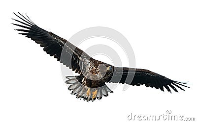 Juvenile White-tailed eagle in flight. Isolated on White background. Stock Photo