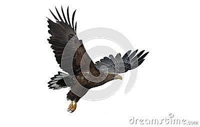 Juvenile White-tailed eagle in flight. Isolated on White background. Stock Photo