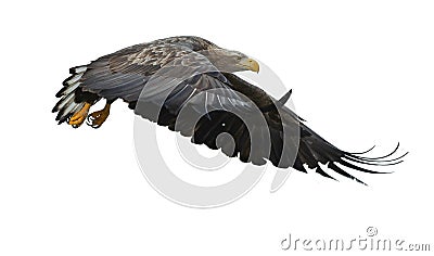 Juvenile White-tailed eagle in flight. Isolated on White background. Stock Photo