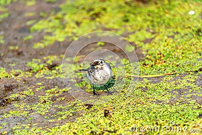 Juvenile white wagtail or Motacilla alba eats botfly Stock Photo