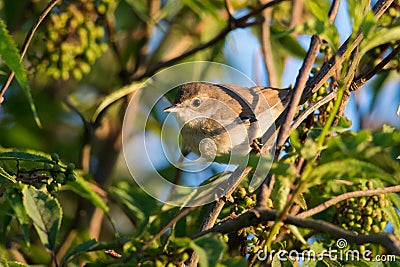 Juvenile whitethroat Stock Photo