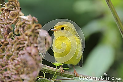 Juvenile Wilsons Warbler Stock Photo