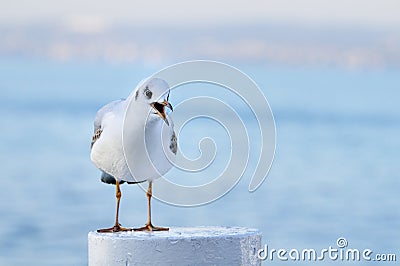 Juvenile yellow-legged gull calling, front view Stock Photo