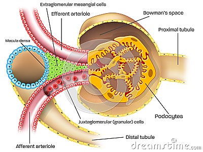 Juxtaglomerular apparatus of kidney nephron illustration with captions Cartoon Illustration