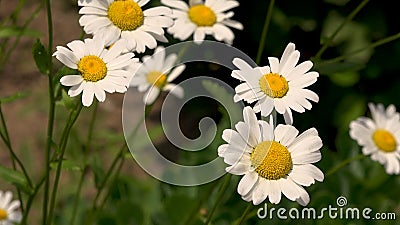 4k白菊花与绿柳的视频 野生甘菊植物背景 自然美影视素材 视频包括有野生甘菊植物背景 4k白菊花与绿柳的视频 4k白菊花与绿柳的视频 野生甘菊植物背景 自然美影视素材 视频包括有野生甘菊植物背景 4k白菊花与绿柳的视频