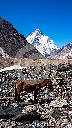 K2 and Broad Peak from Concordia in the Karakorum Mountains Stock Photo