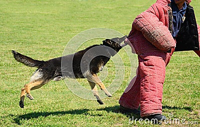 K9 dog in training, attack demonstration Stock Photo