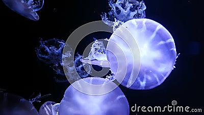 4K groep fluorescente kwallen die in Aquariumpool zwemmen transparante kwallen onderwaterlengte met zich het gloeien kwal het bew stock video 4K groep fluorescente kwallen die in Aquariumpool zwemmen transparante kwallen onderwaterlengte met zich het gloeien kwal het bew stock video